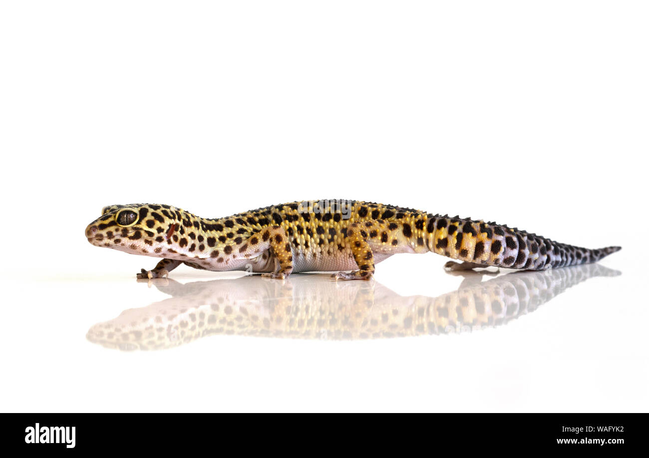 Eublepharis macularius, leopard lizard su sfondo bianco con la riflessione Foto Stock