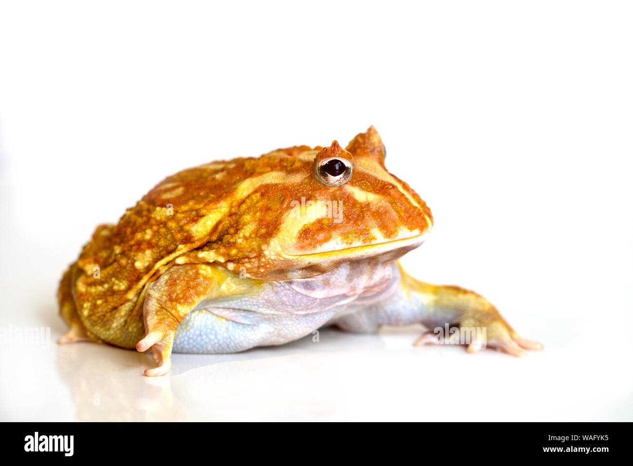 Albino Ceratophrys cranwelli rana su sfondo bianco con la riflessione Foto Stock