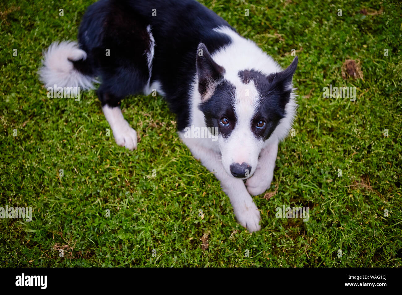 Bianco e nero pooch da un cane shelter è sdraiato sulla sua schiena su erba, giocando con il proprietario. il sollevamento di un cucciolo. prendere il cucciolo dall'animale sh Foto Stock