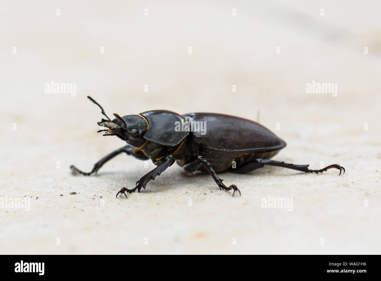 Femmina grande stag beetle Lucanus cervus sulla terrazza di piastrelle. Lucanus cervus più grande coleottero europeo ed è più comuni specie di stag beetle in Europa. Th Foto Stock