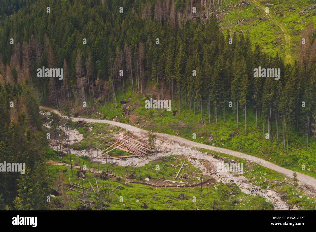 Le pratiche di disboscamento illegale. Bellissima vista di Zakopane Monti Tatra Kasprowy Wierch d'estate. Viaggi e turismo concept. Foto Stock