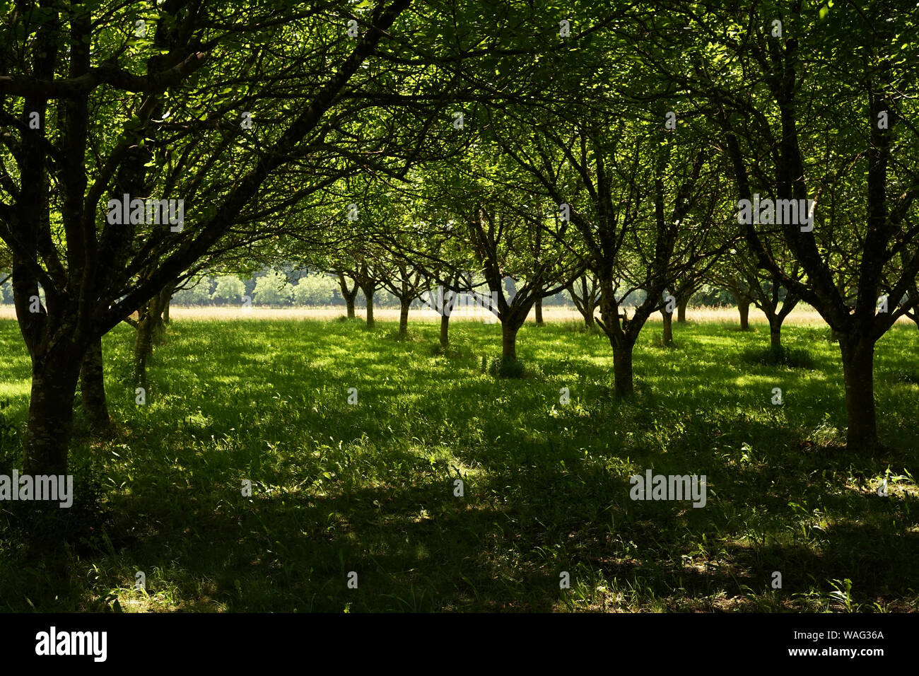 A Walnut Grove plantation campo nel sud della Francia Foto Stock
