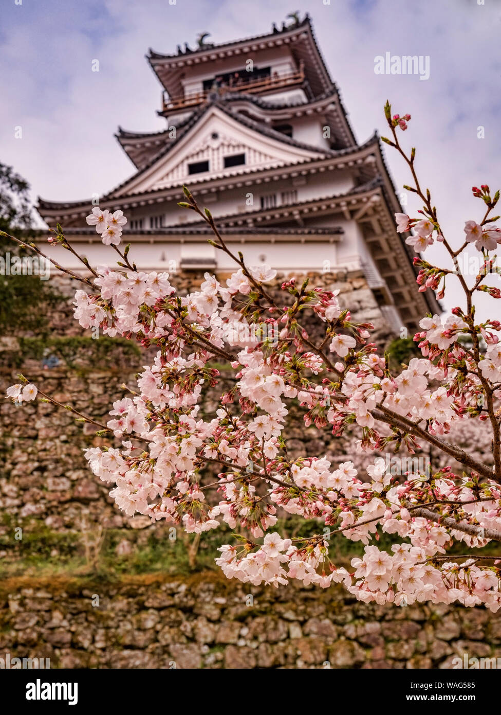 Cherry blossom in the grounds of Kochi Castle, Japan, with the main keep behind. Foto Stock