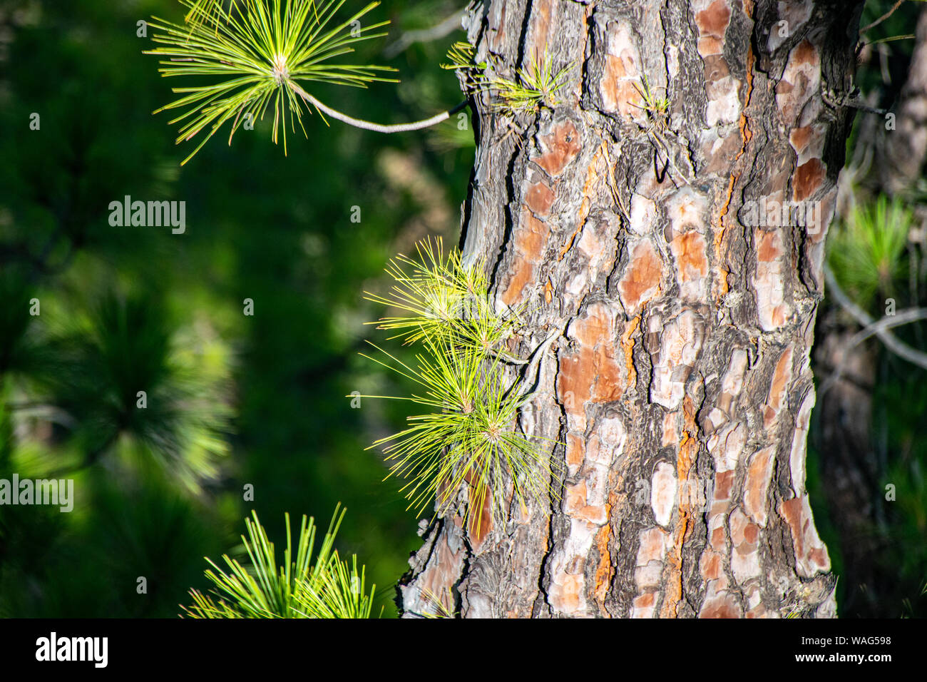 La ricrescita attraverso la corteccia bruciata e incendi boschivi dell'Isola Canarie pino (pinus canariensis) in Mirador de la Cumbrecita, La Palma Isole Canarie Foto Stock