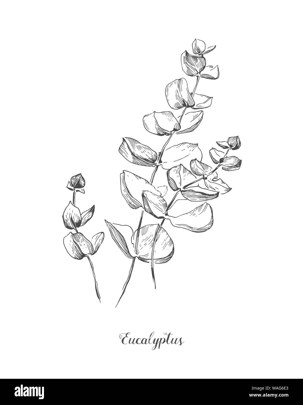 Ramo di eucaliptus. Disegnato a mano linea botanico arte illustrazione. disegno impostato. Raccolta di schizzo rami con fogliame, foglie, piante, erbe per Illustrazione Vettoriale
