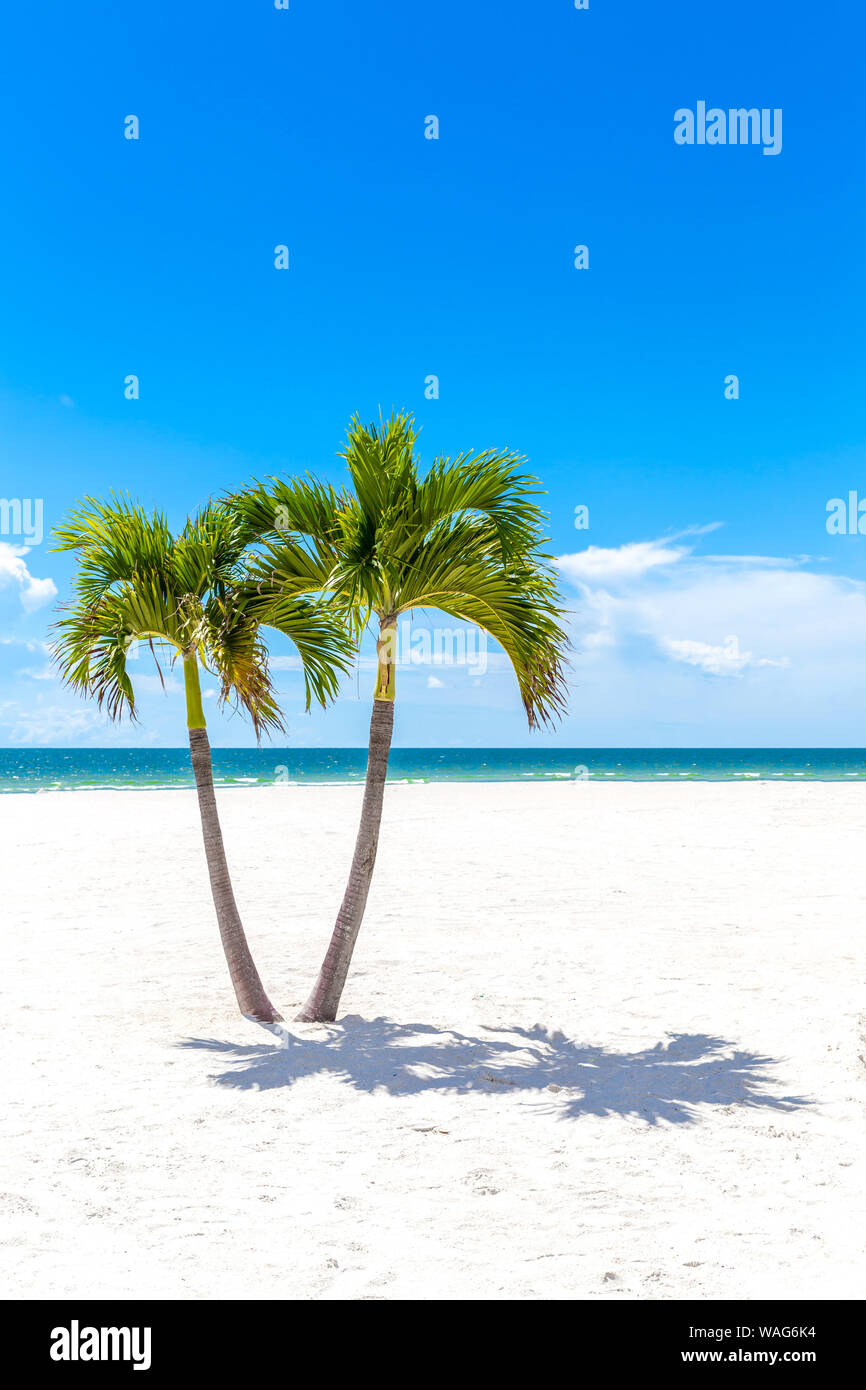 Due Palme in spiaggia della Florida, Stati Uniti d'America Foto Stock