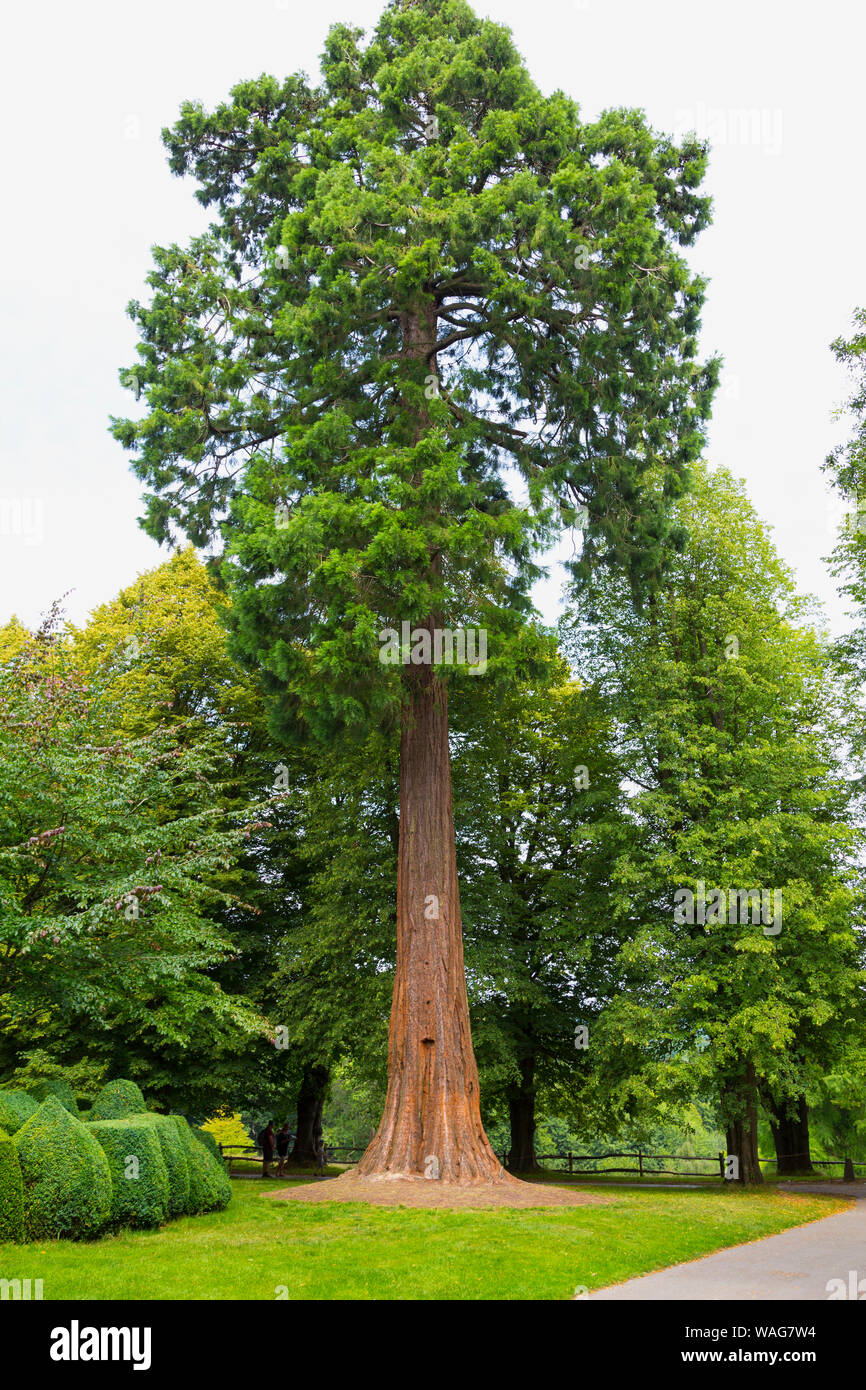 Vecchio albero di pino Foto Stock