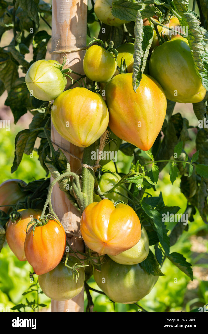 Golden re di Siberia (Königsochsenherz) pomodori in fase di maturazione Erlebnisgärten Kittenberger, Austria inferiore Foto Stock