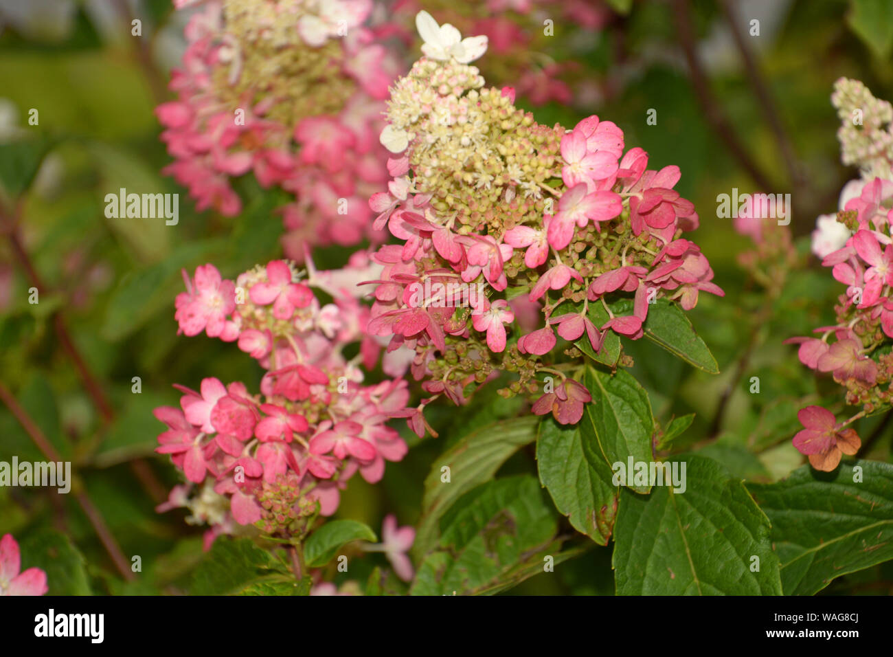 Boccola di hydrangea pinky winky fiori in un giardino hydrangea pinky winky Foto Stock