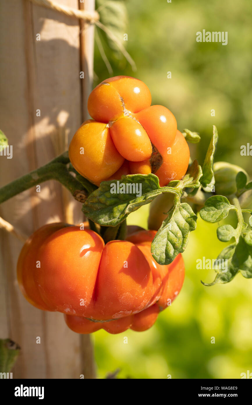 Reisetomaten (Solanum Lycopersicum) - pomodori maturazione all'Kittenberger Erlebnisgärten in Austria Inferiore Foto Stock