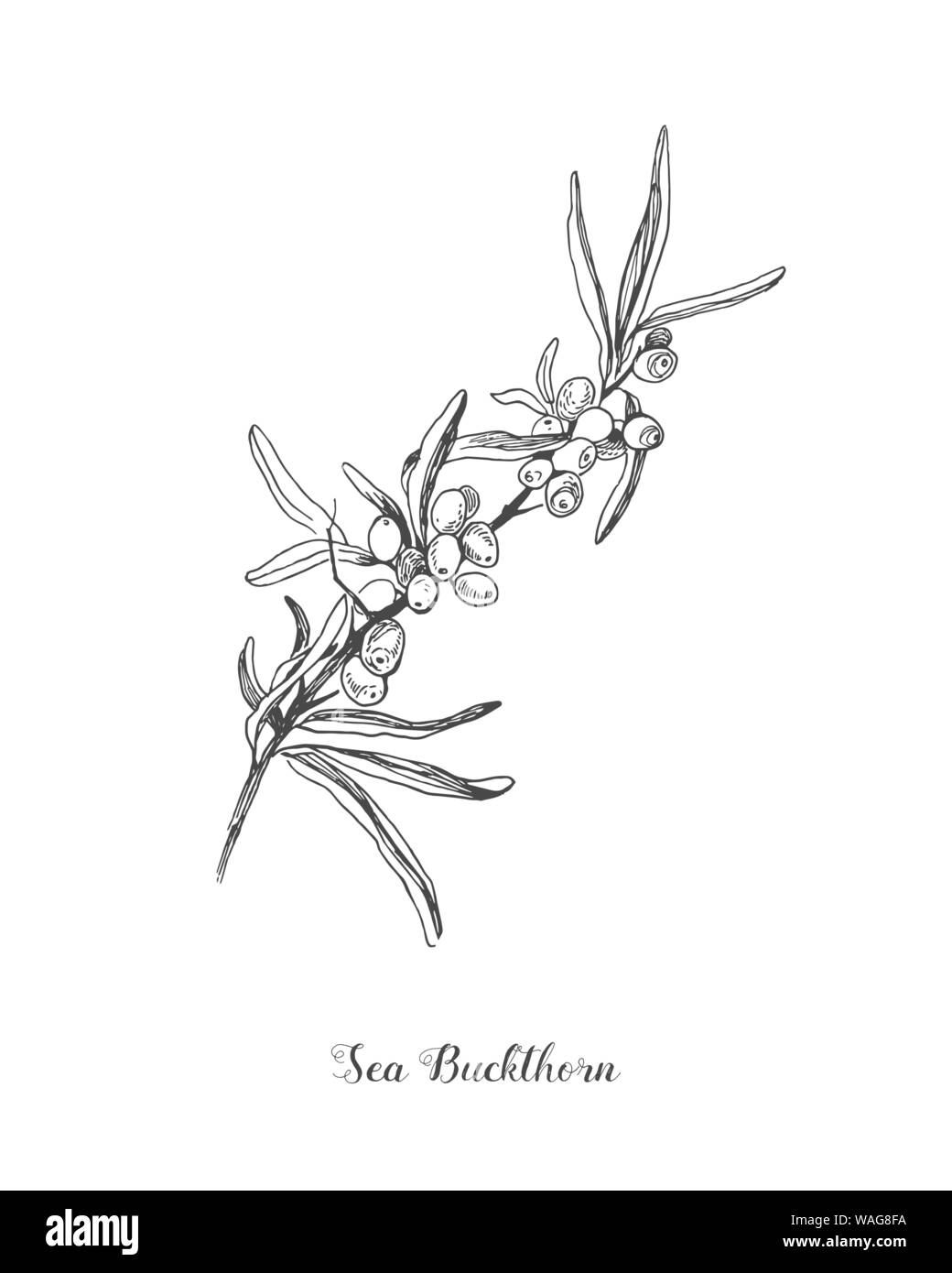 Bacche di olivello spinoso ramo disegno vettoriale. Isolate il ramo di bacche schizzo su sfondo bianco. Frutta estiva inciso illustrazione dello stile. Dettagliata disegnata a mano Illustrazione Vettoriale