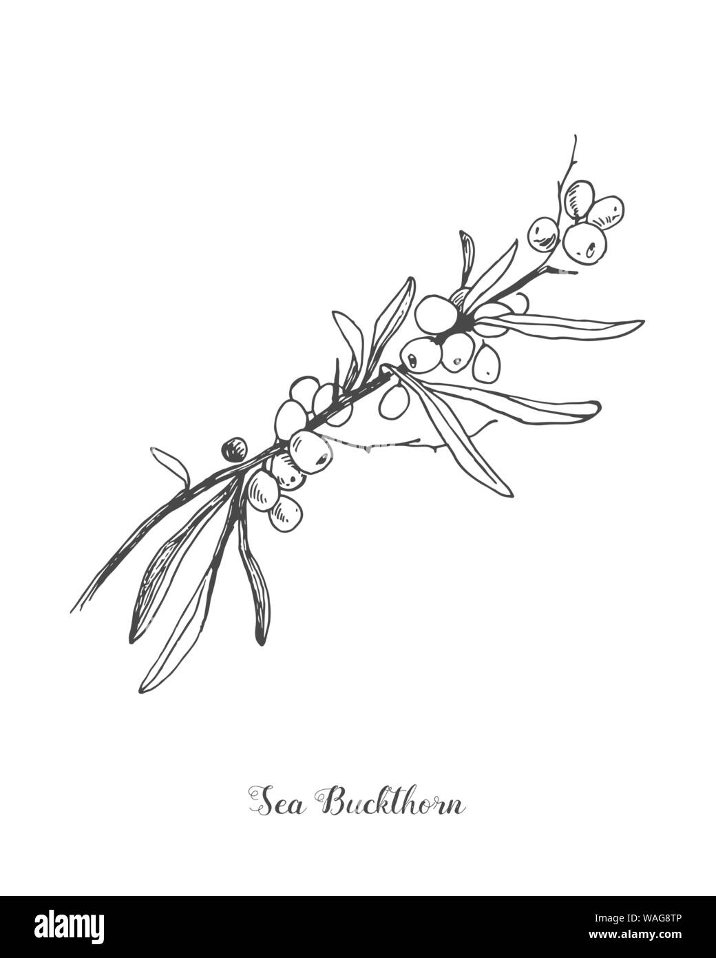 Bacche di olivello spinoso ramo disegno vettoriale. Isolate il ramo di bacche schizzo su sfondo bianco. Frutta estiva inciso illustrazione dello stile. Dettagliata disegnata a mano Illustrazione Vettoriale