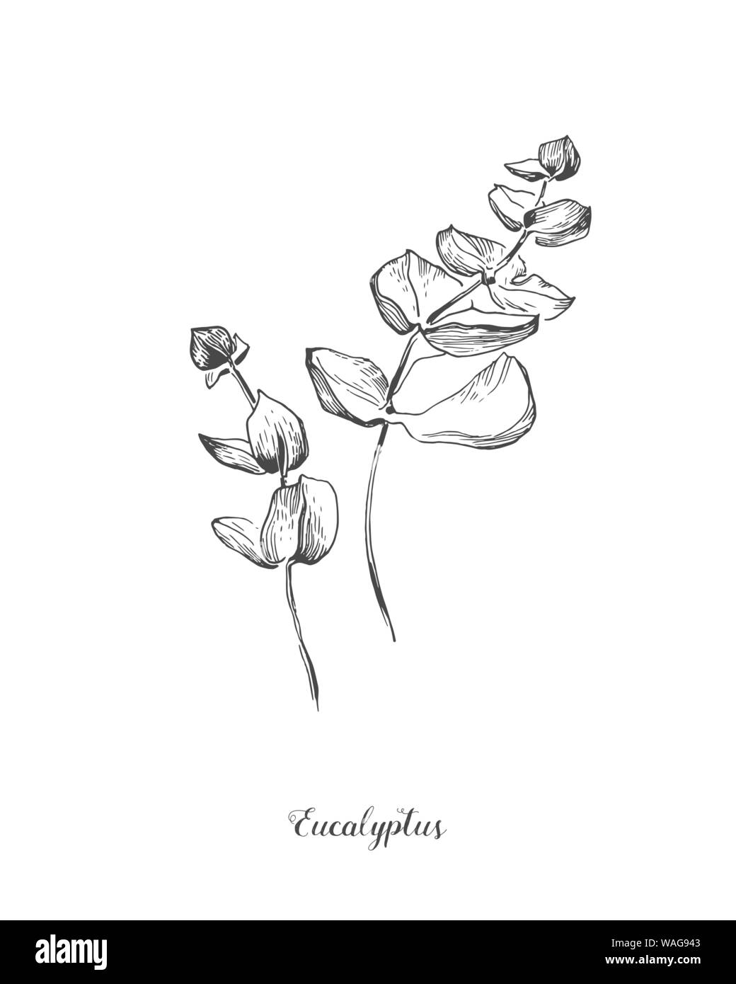 Ramo di eucaliptus. Disegnato a mano linea botanico arte illustrazione. disegno impostato. Raccolta di schizzo rami con fogliame, foglie, piante, erbe per Illustrazione Vettoriale