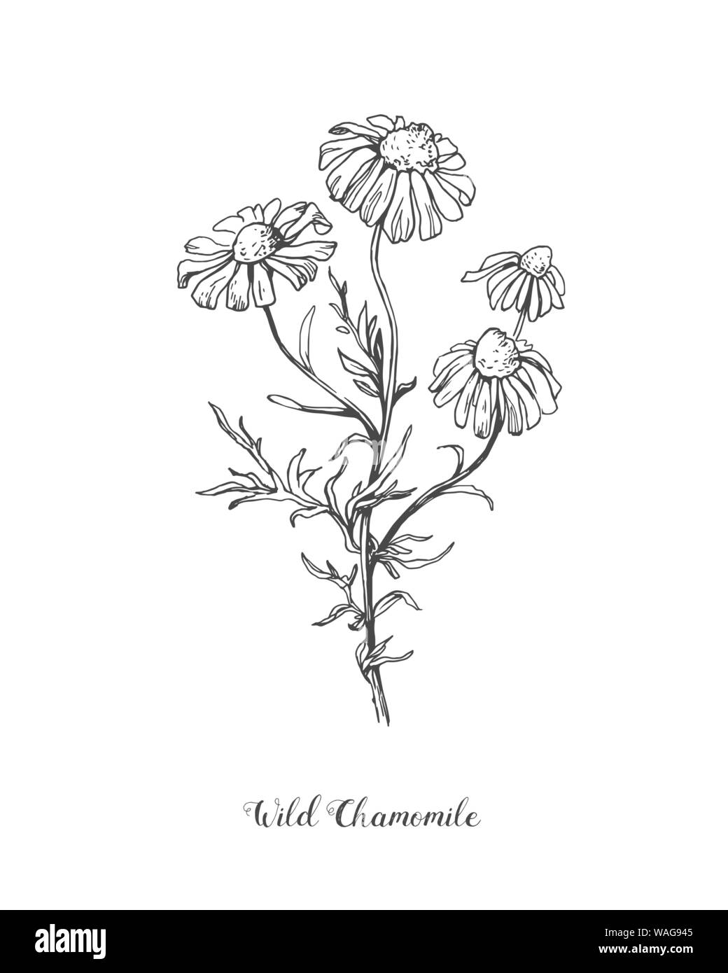 Fiore a margherita line art disegno. Vettore disegnati a mano illustrazioni incise. La camomilla selvaggia inchiostro nero sketch. Wild giardino botanico bloom. Ottimo per il tè Illustrazione Vettoriale