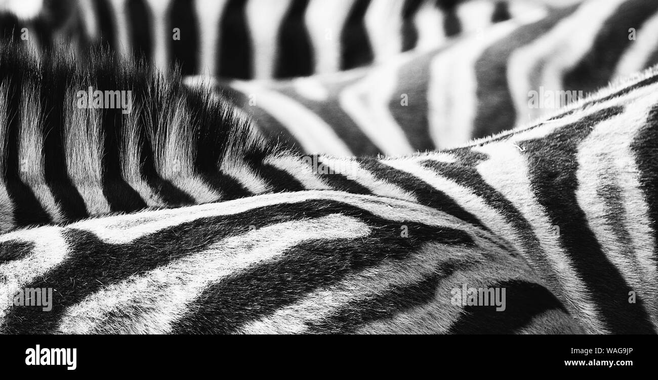 Zebre (Equus) veramente bello.I modelli in natura sono fantastici e il bianco e nero a strisce progetta di zebre sono semplicemente squisita.Grafica & astratta. Foto Stock