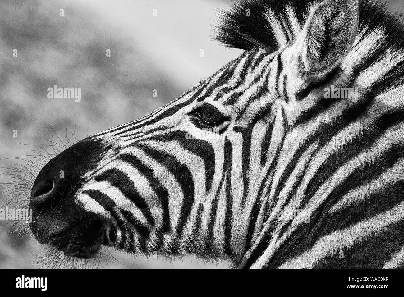 Zebre (Equus) veramente bello.I modelli in natura sono fantastici e il bianco e nero a strisce progetta di zebre sono semplicemente squisita.Grafica & astratta. Foto Stock