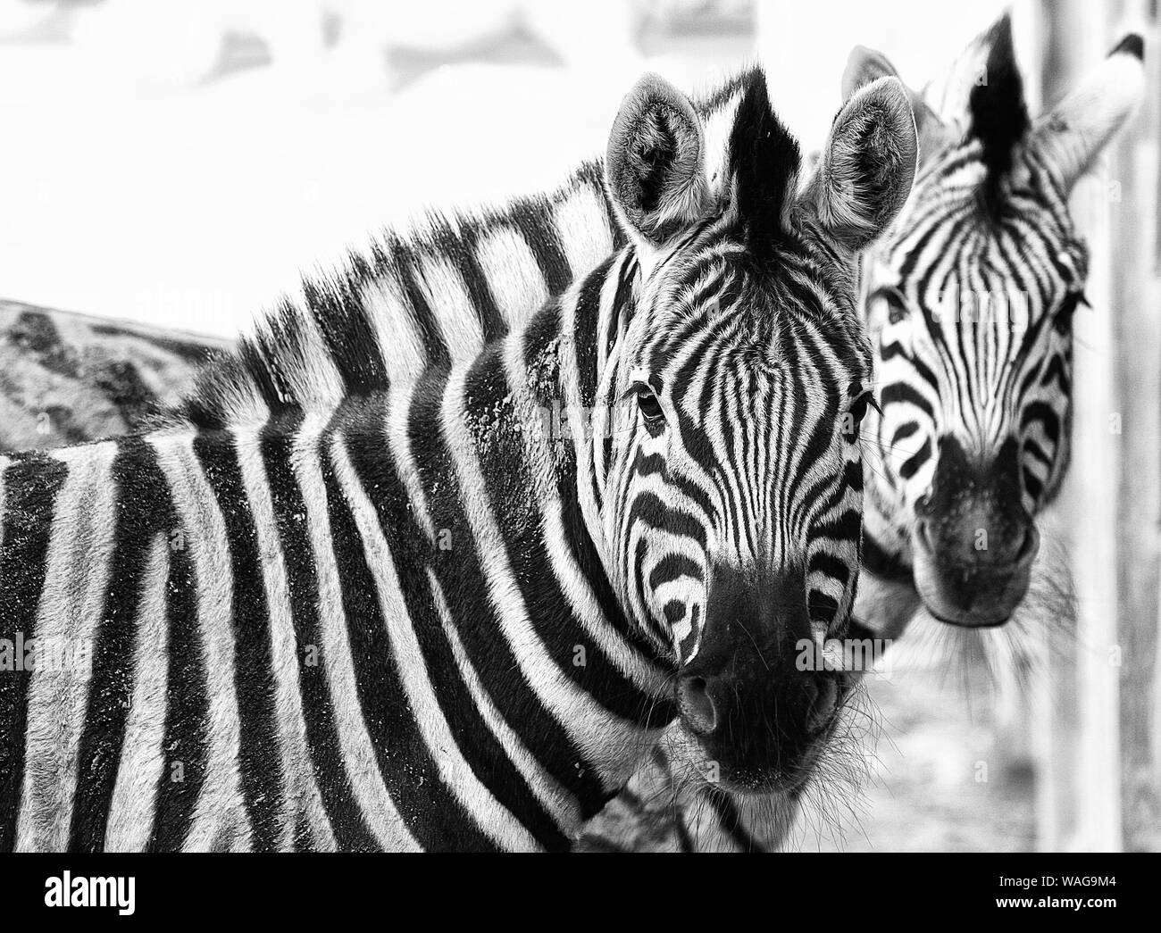 Zebre (Equus) veramente bello.I modelli in natura sono fantastici e il bianco e nero a strisce progetta di zebre sono semplicemente squisita.Grafica & astratta. Foto Stock