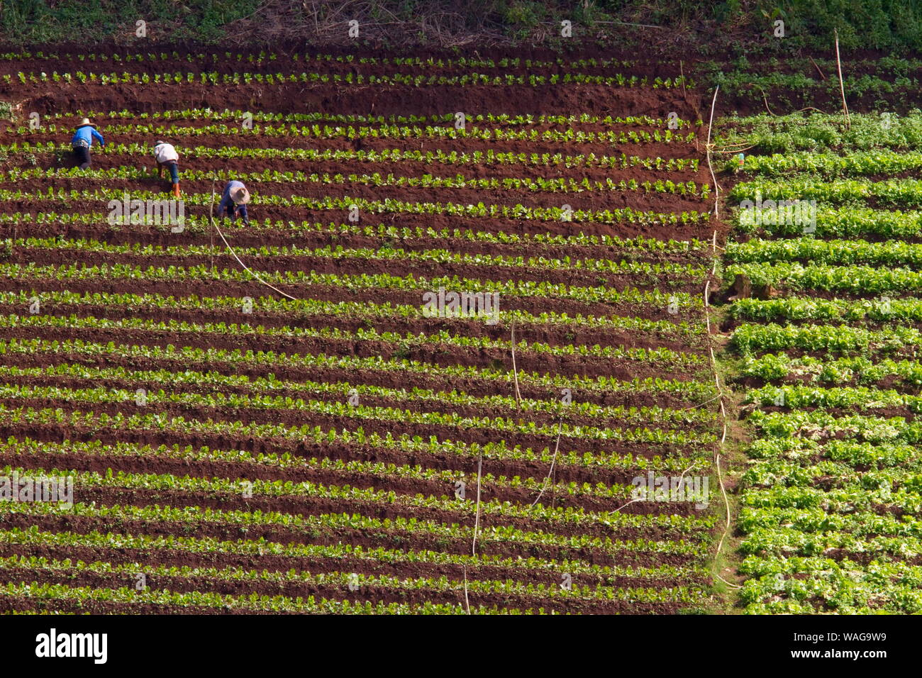 CHIANG MAI, Thailandia Foto Stock
