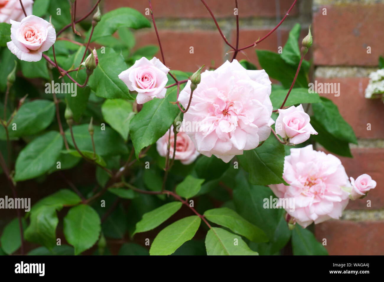 Rosa 'Arrampicata Cecile Brunner' Fiori. Foto Stock