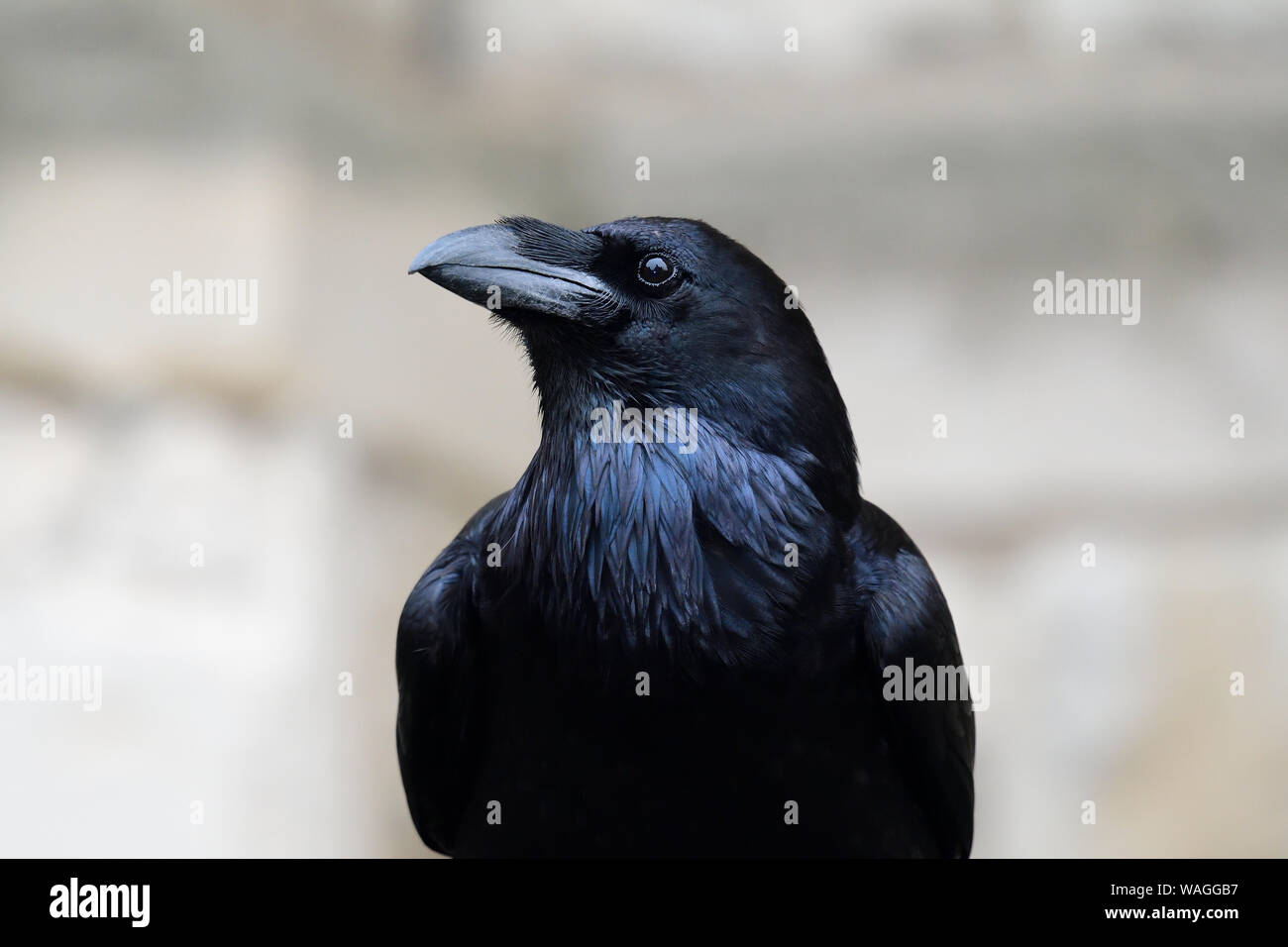 Close up ritratto di un comune corvo imperiale (Corvus corax) Foto Stock
