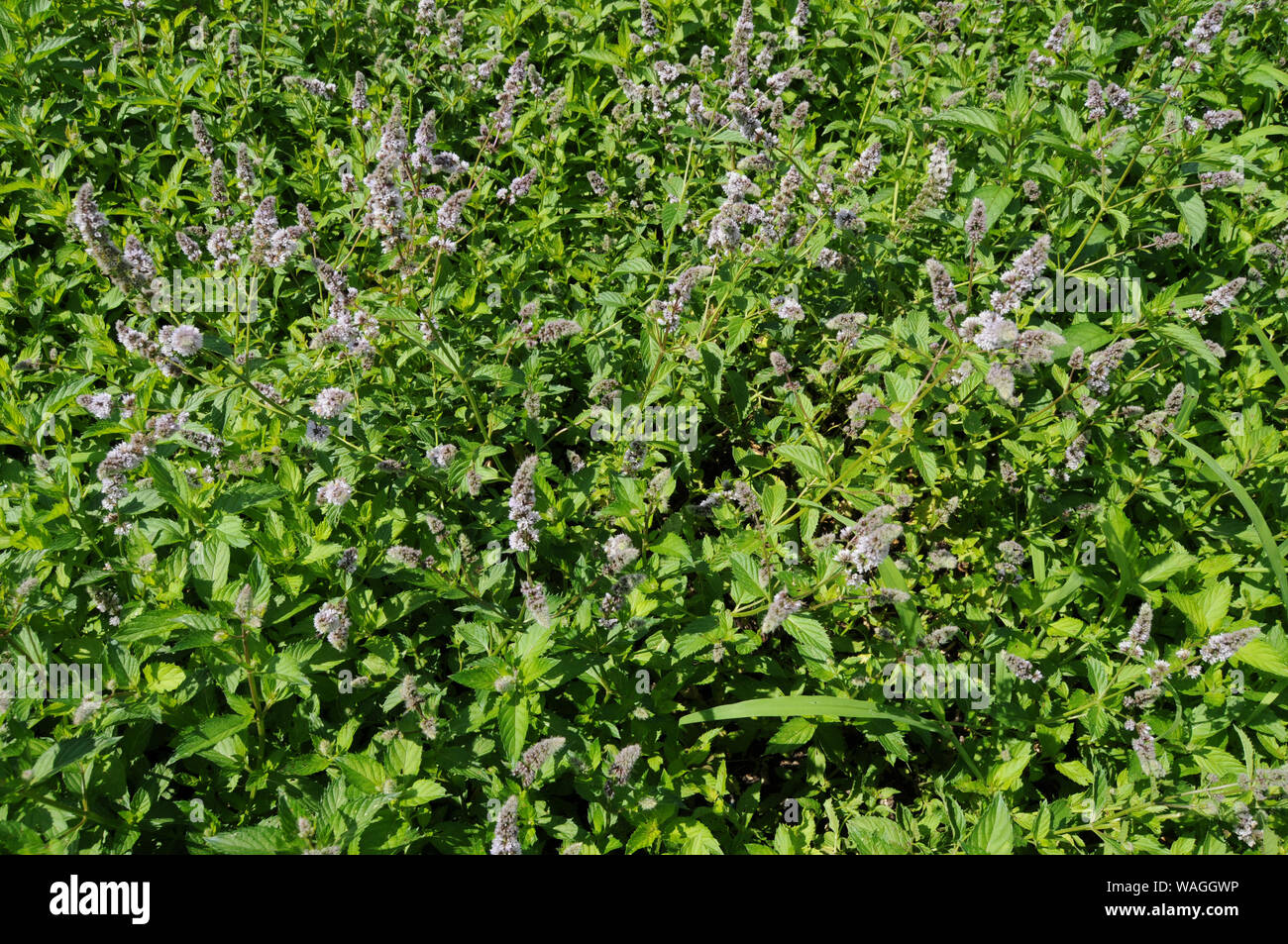 Svizzera: limone bio thymian fioritura delle piante in un giardino di erbe di Zurigo Foto Stock
