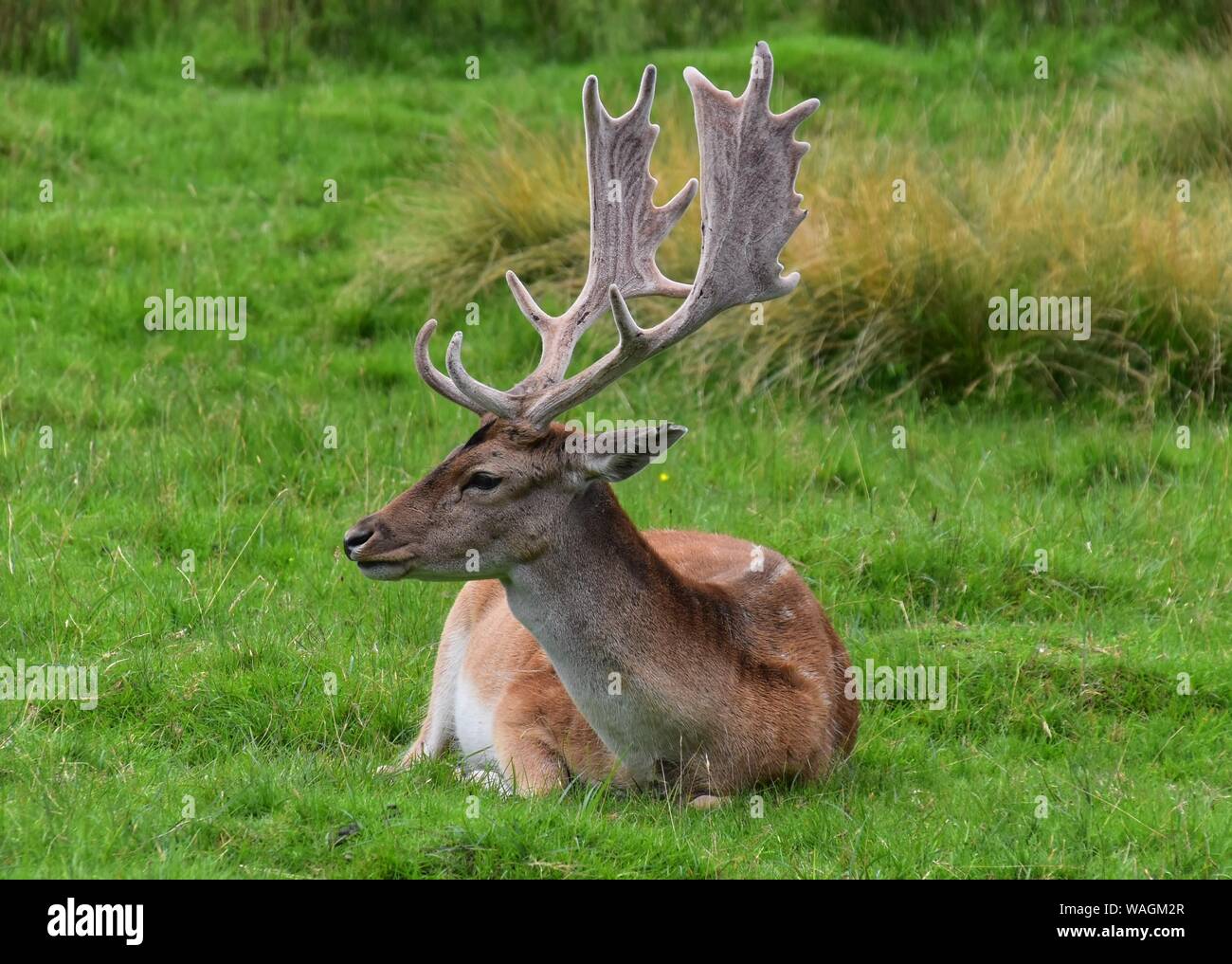 Daini Buck nel parco dei cervi a Dunham Massey. Foto Stock