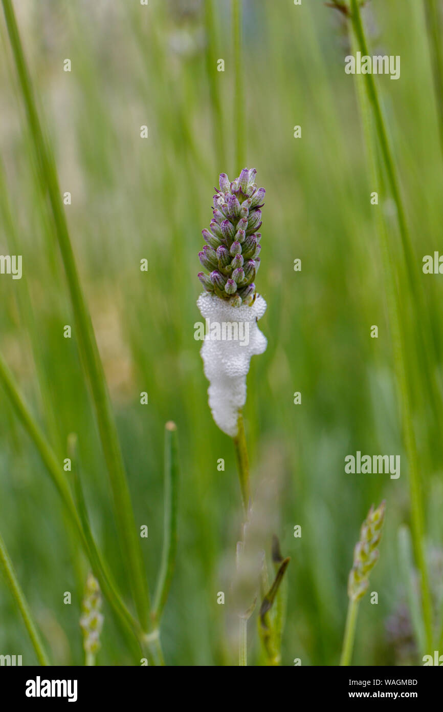 Il cuculo (spit) saliva in un impianto di lavanda prodotta dalla ninfa Froghopper (Philaenus spumarius) Foto Stock