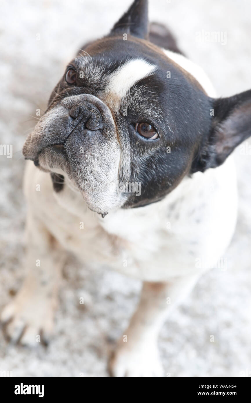 Carino bulldog francese con espressione annoiata Foto Stock