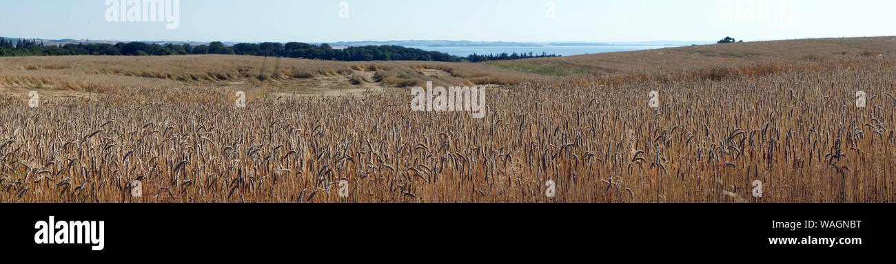 Panorama del campo di grano in Danimarca Foto Stock
