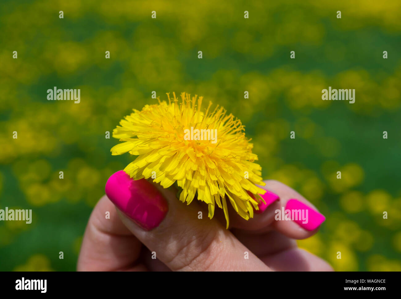Bella donna mani con unghie rosa tenendo un fiore giallo, manicure arte nella natura. Donna mano che tiene un fiore giallo. Foto Stock