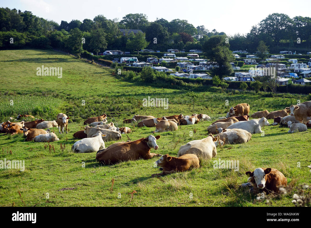 Mandria di mucche e campeggio in Danimarca Foto Stock