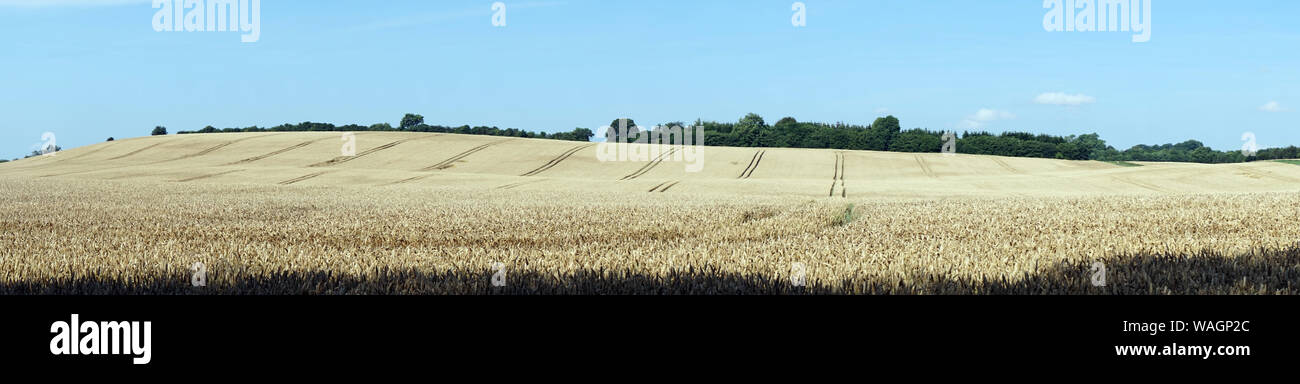 Panorama del campo di grano in Danimarca Foto Stock