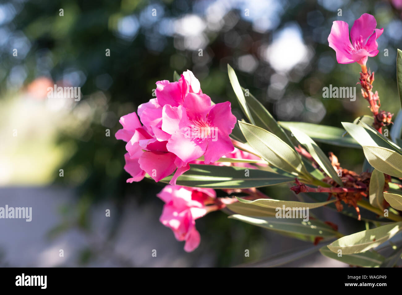 Rosa Nerium oleander fiori close-up Foto Stock