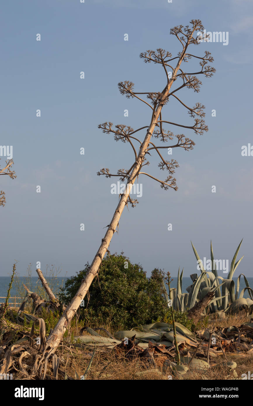 Fiore secco di un agave americana cactus Foto Stock