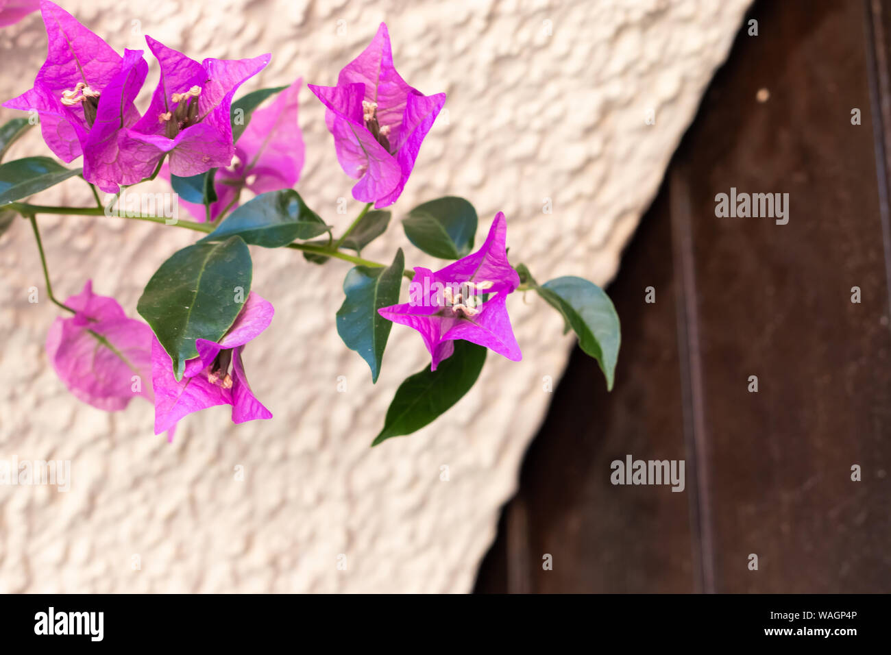 Bouganvillea viola vite ornamentale close-up Foto Stock