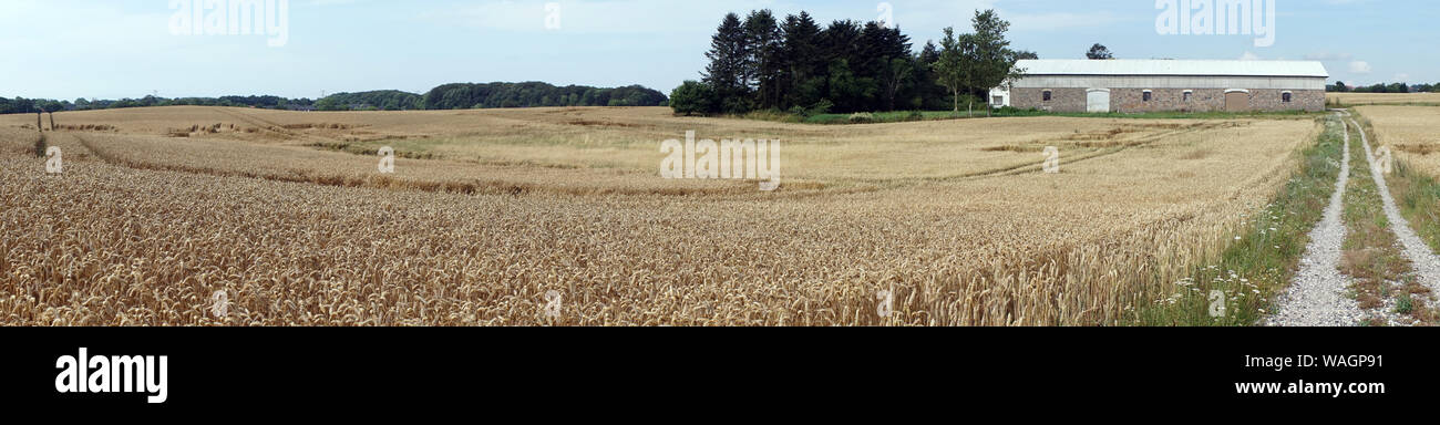 Campo di grano e il fienile in Danimarca Foto Stock