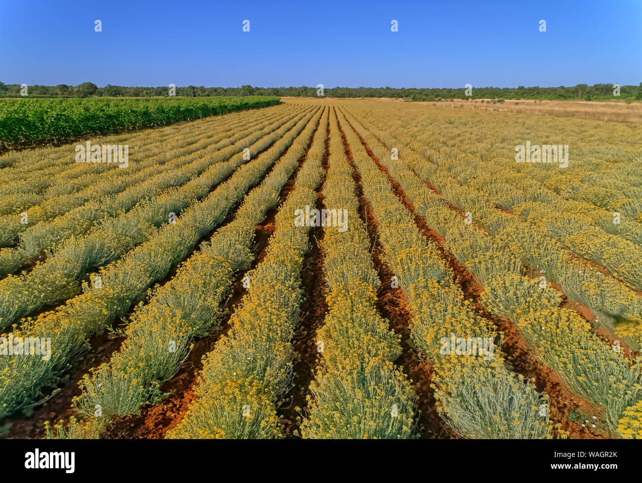 Vista aerea ot un campo di immortelle vicino a Oklaj in Croazia Foto Stock