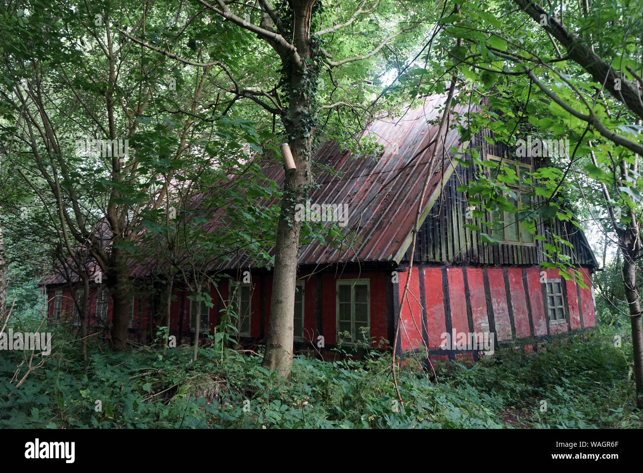 Vecchia casa in una fitta foresta in Danimarca Foto Stock