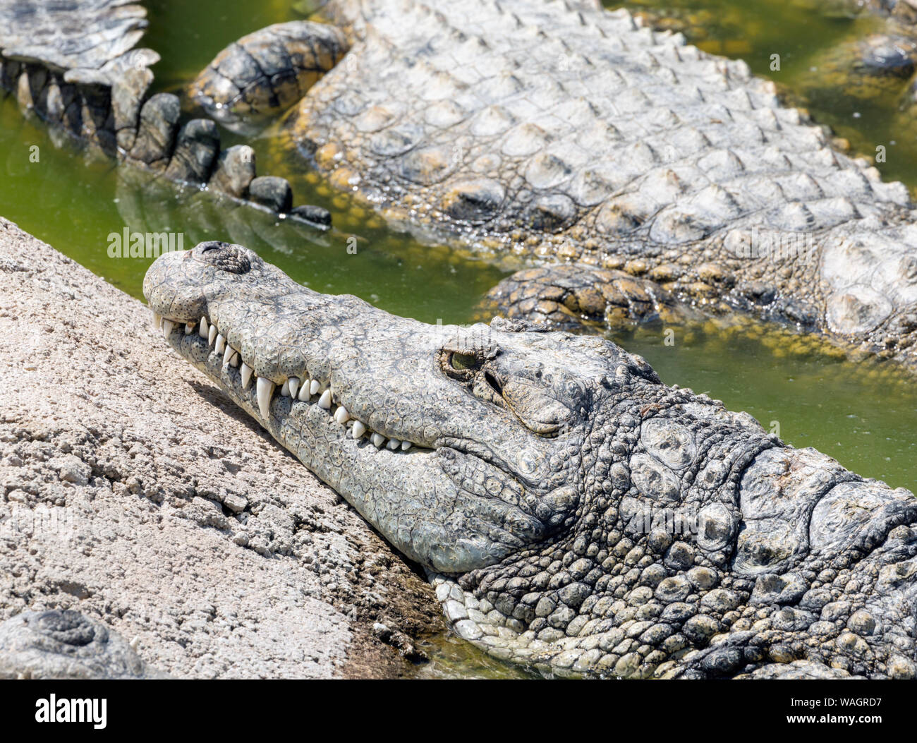 Coccodrilli in coccodrillo Park, Torremolinos, provincia di Malaga, Costa del Sol, Spagna Foto Stock