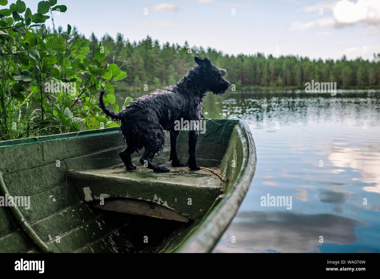 Cane nero in miniatura schnauzer in una barca di legno sul lago Foto Stock