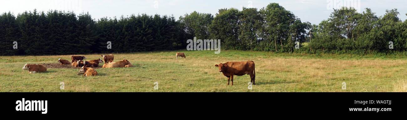 Panorama di pascolo con allevamento di vacche in Danimarca Foto Stock