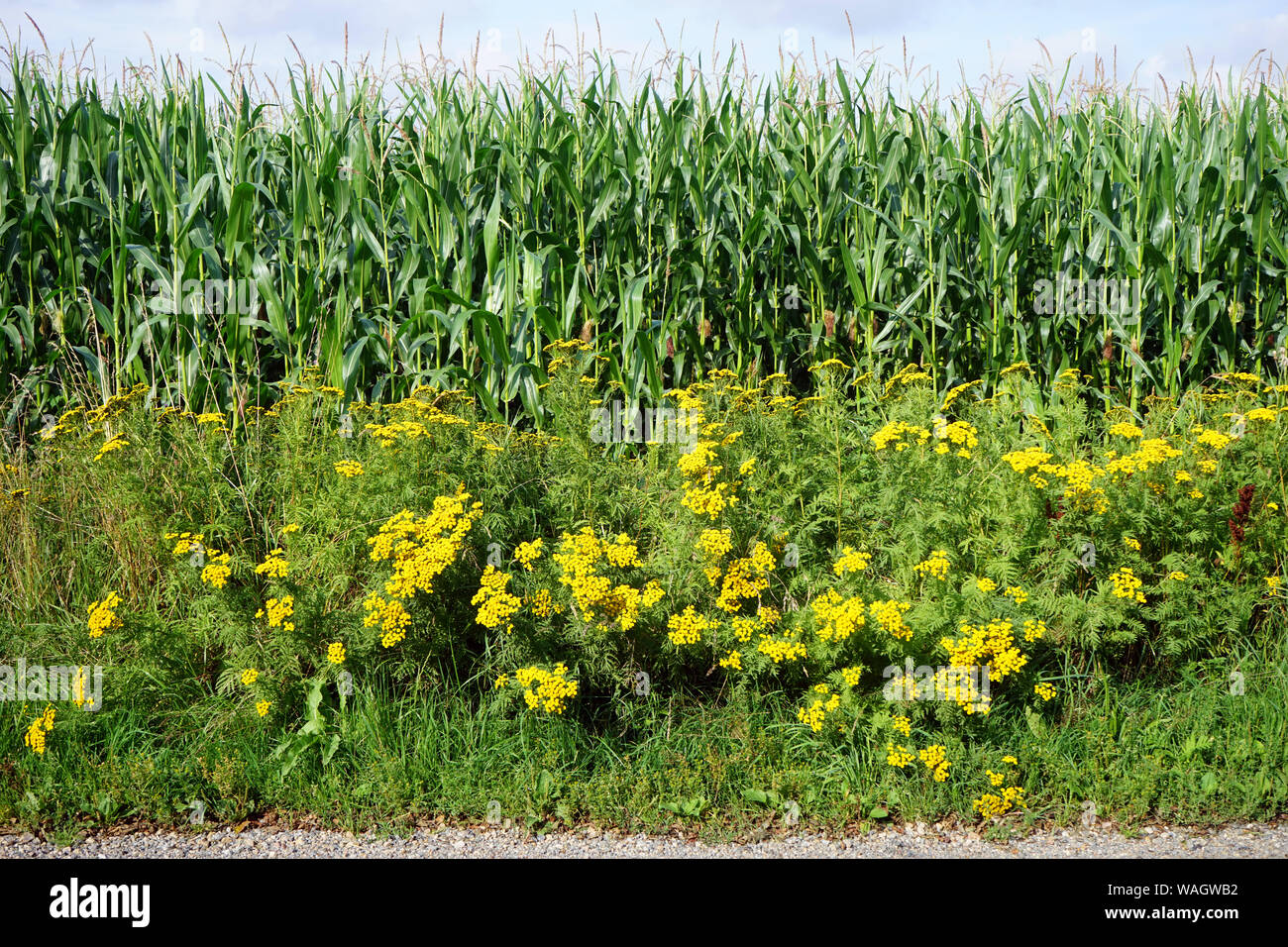Campo di mais e fiori nel giallo in Danimarca Foto Stock