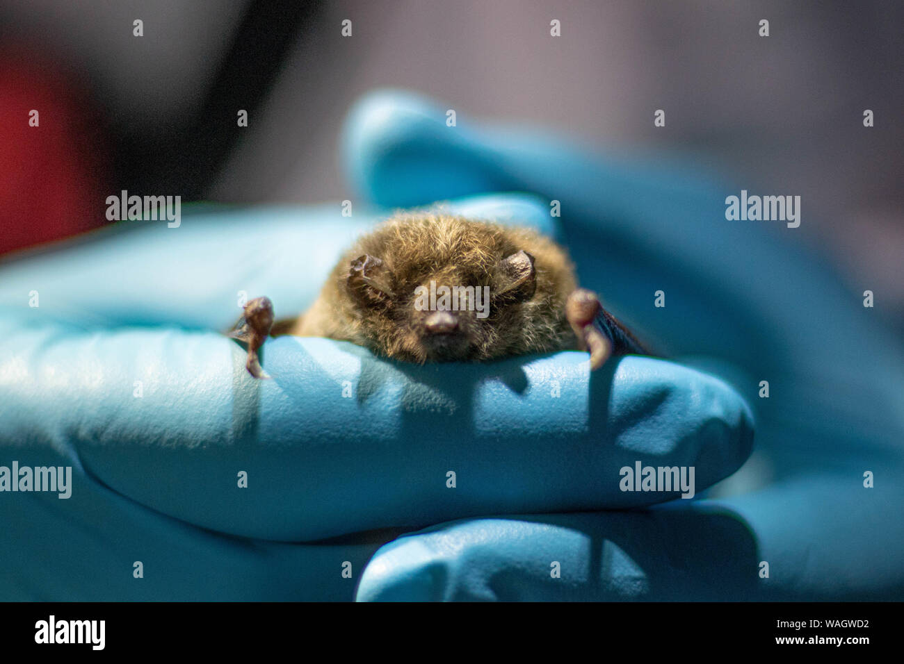 I ricercatori della fauna selvatica raccolgono attentamente i dati da un pipistrello catturato tramite la rete di nebbia, California del Nord. Foto Stock