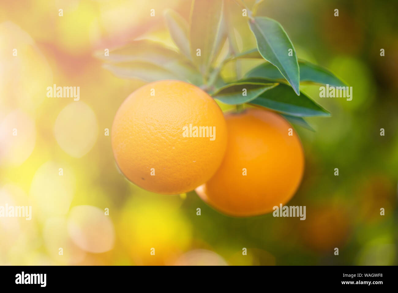 Frutta arancione sull'albero di agrumi con foglie verdi. Foto Stock