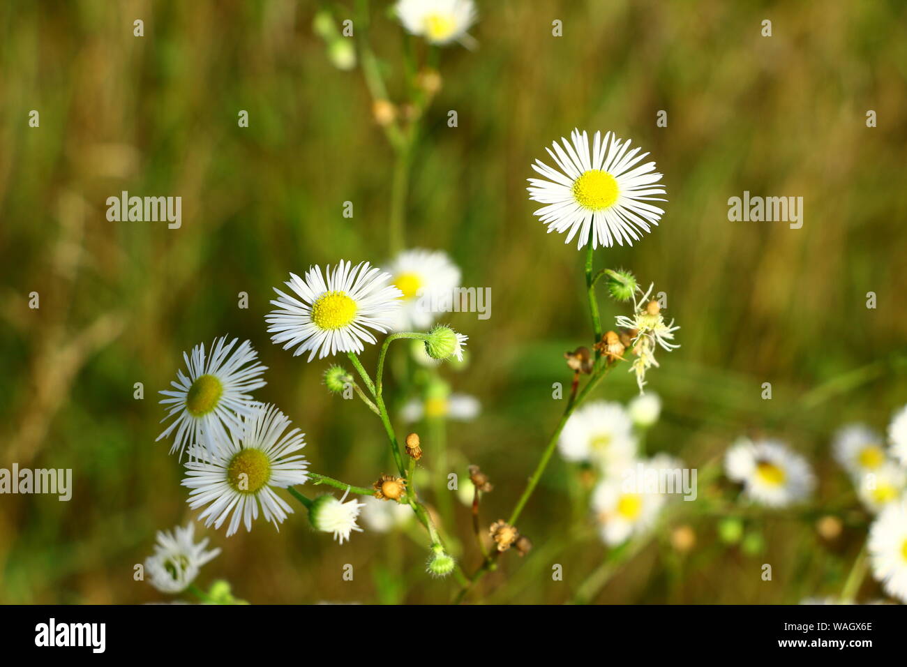 Blütenpracht im Sommer am Wegesrand a Bad Gögging, Einem Ortsteil von Neustadt an der Donau in Bayern Foto Stock
