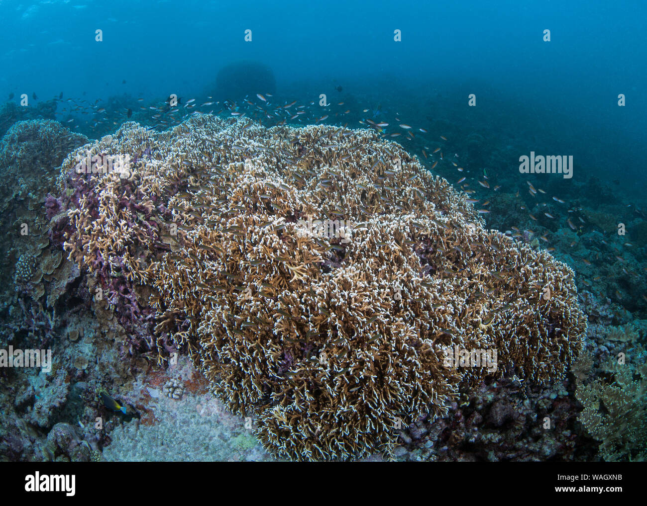 Grande colonia di ramificazione di corallo di fuoco (Millipora sp.). Isole Spratly, sul Mare della Cina del Sud. Foto Stock