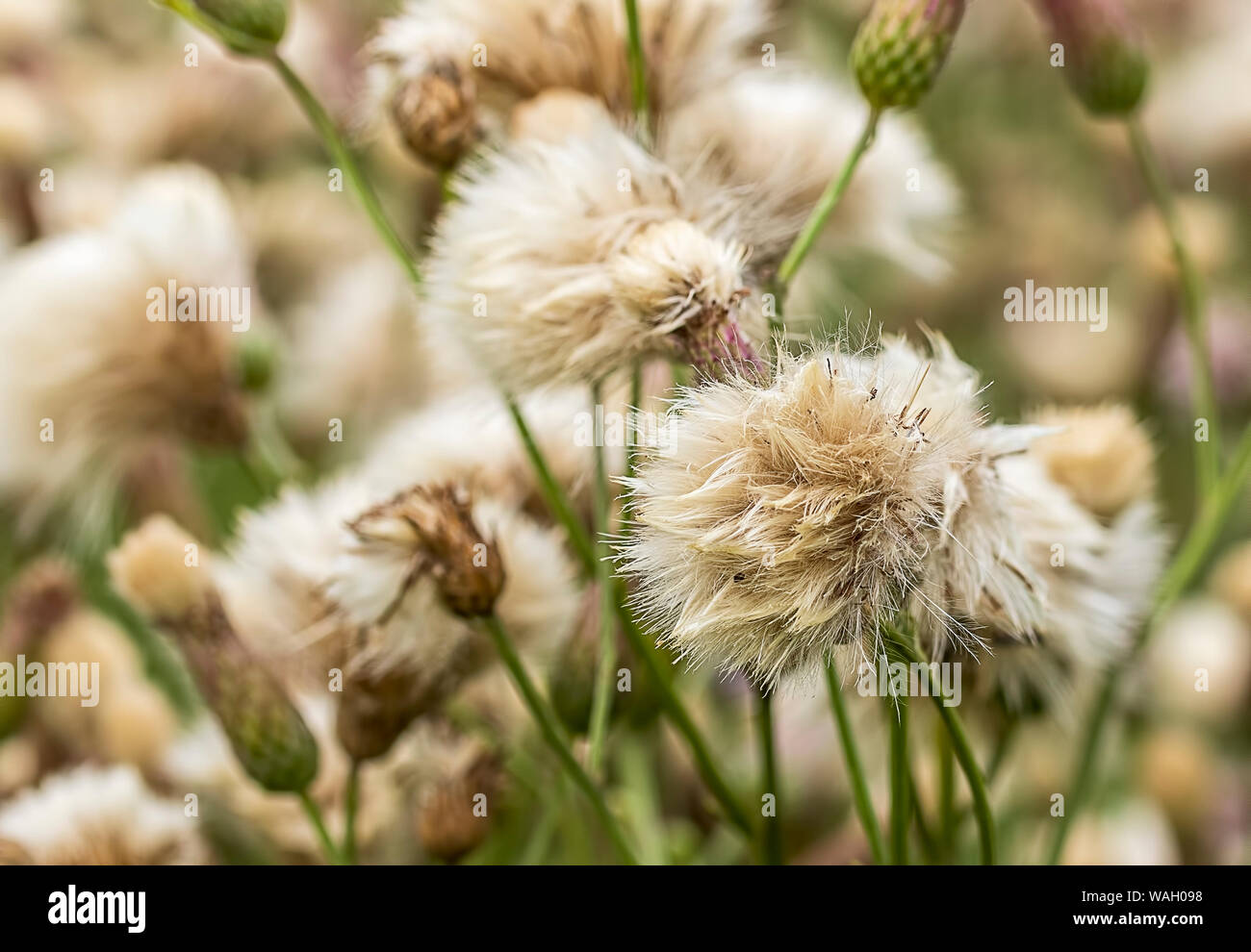 Un bel Canada thistle in fiore. Foto Stock