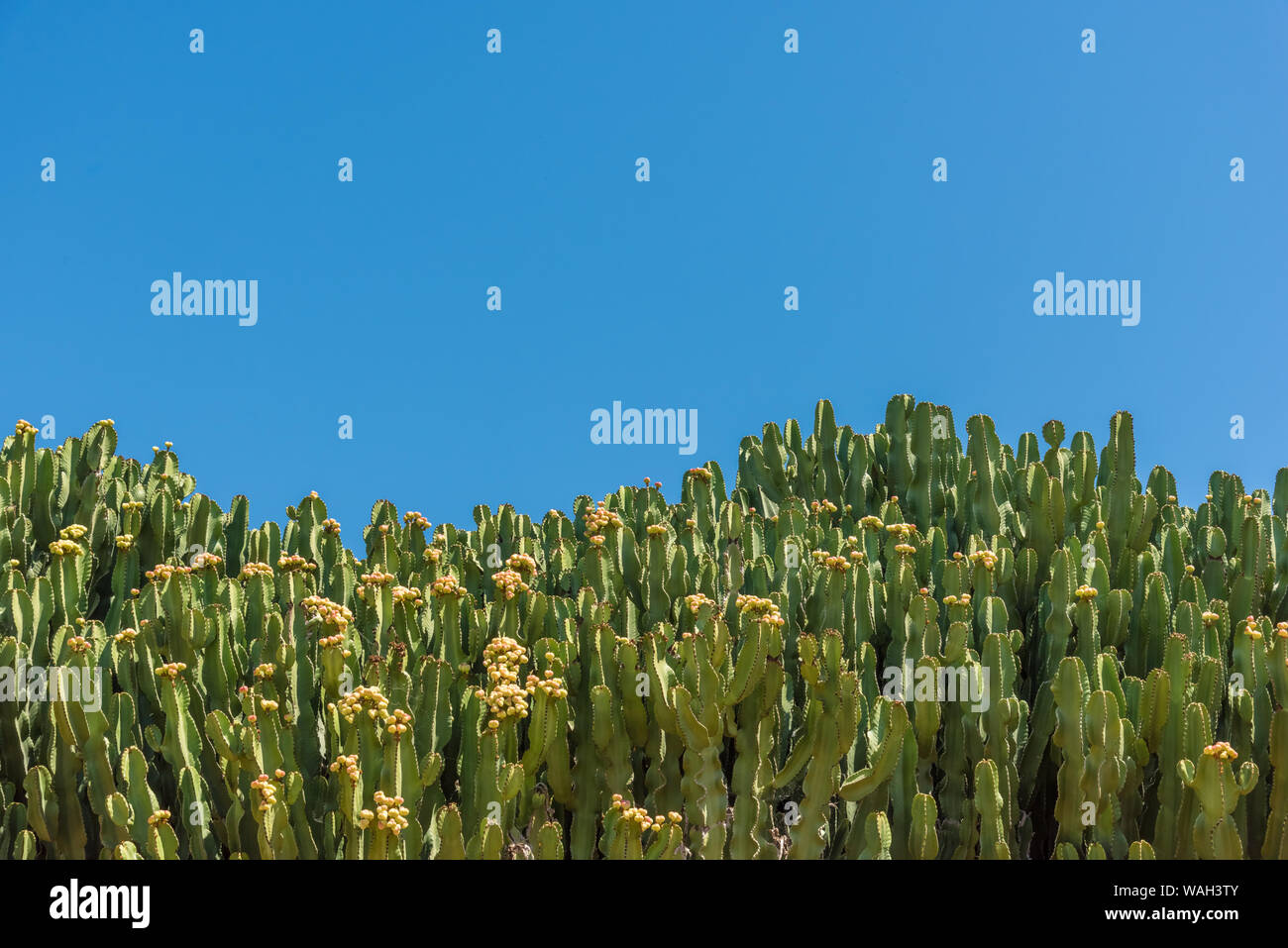 Una parete di cactus in una calda giornata estiva Foto Stock