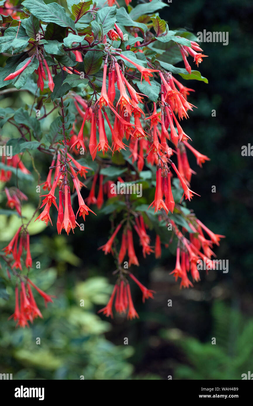 Un cluster di fucsia Thalia Foto Stock