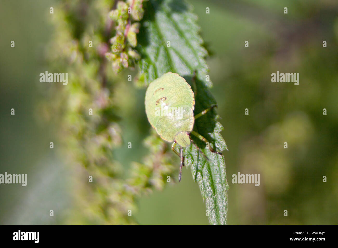 Schermo verde bug Palomena prasina ninfa Foto Stock